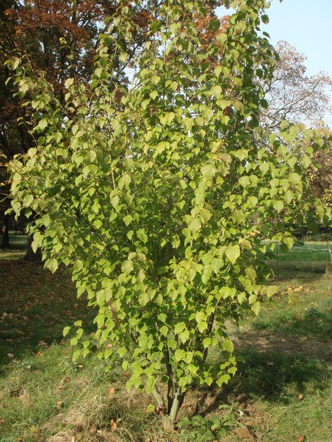 Acer davidii jeune